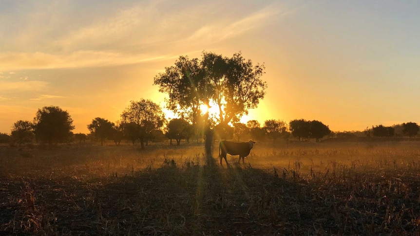 A single cow alone in a dry paddock under a tree while the sun sets