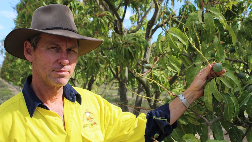 Mango orchard manager Jeff Bowditch stands amongst the flowering trees.