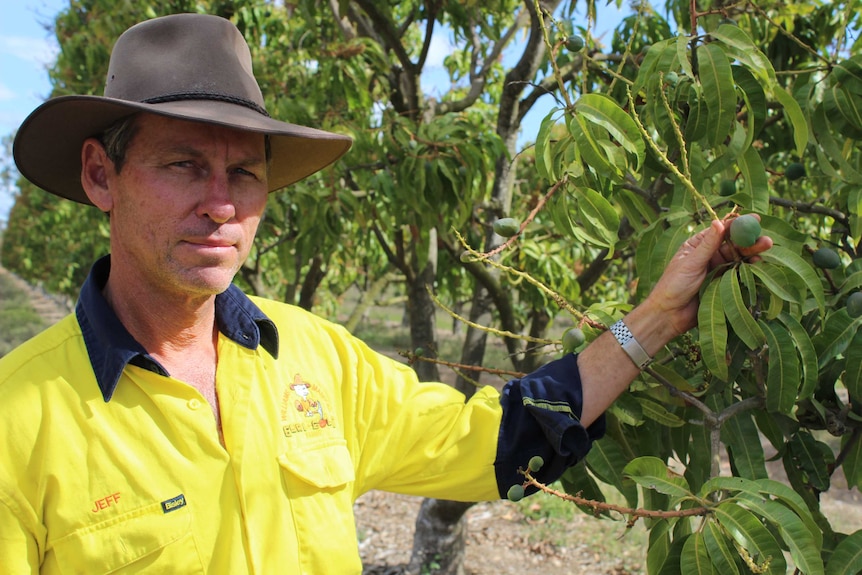 Mango orchard manager Jeff Bowditch stands amongst the flowering trees.