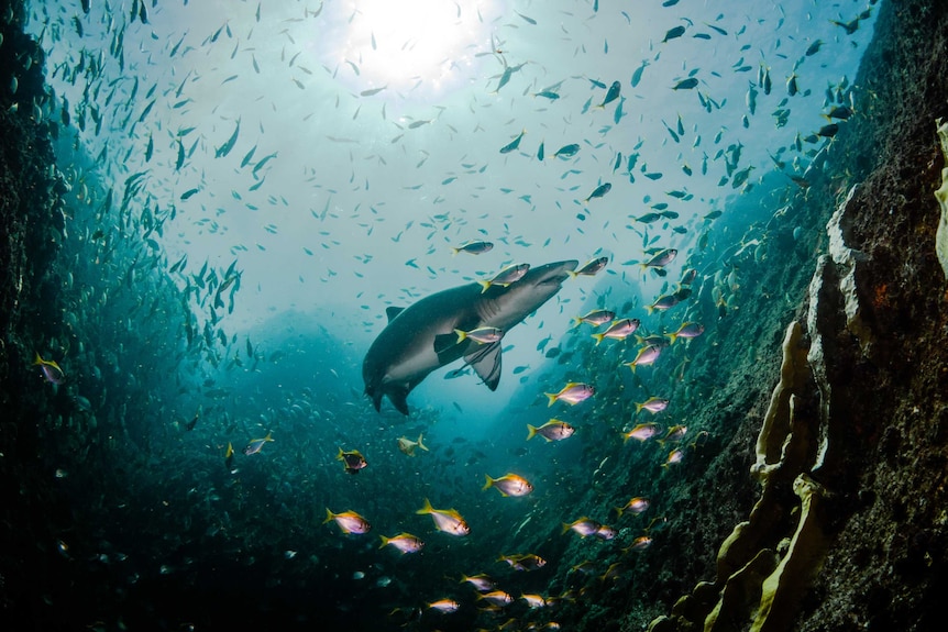 Underwater photo of shark and fish with sun shining in through the water