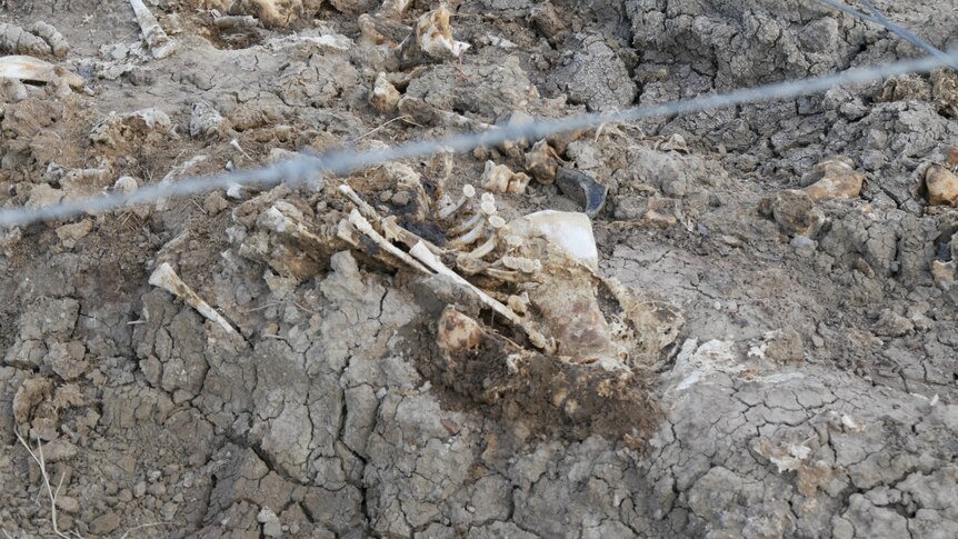 A cattle carcass lies in the mud at Colin Burnett's property north of Julia Creek in north-west Queensland.