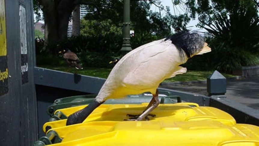 An ibis with its head in a wheelie bin.