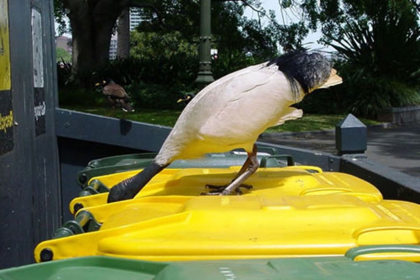 An ibis on top of a yellow and green bin.