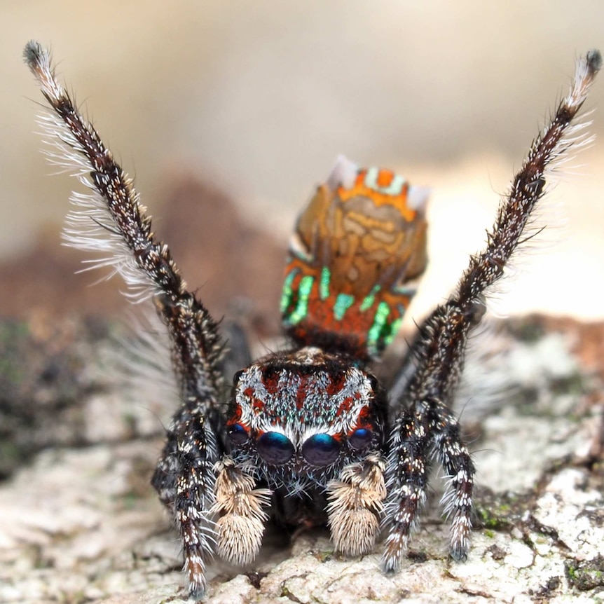 A close-up photo of the maratus noggerup peacock spider.