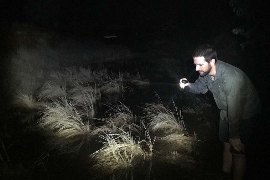 Man shining torch on grass in the dark looking for frogs.