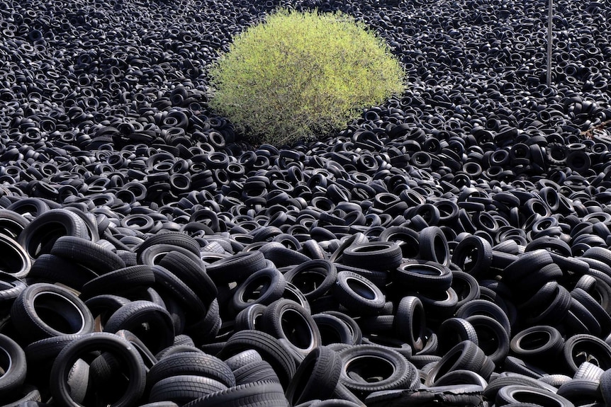 A tree grows among thousands of tons of used tyres.