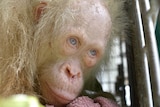 Rare albino orangutan rescued in Borneo