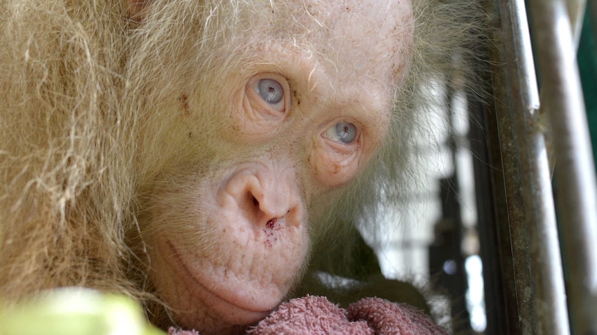 Rare albino orangutan rescued in Borneo