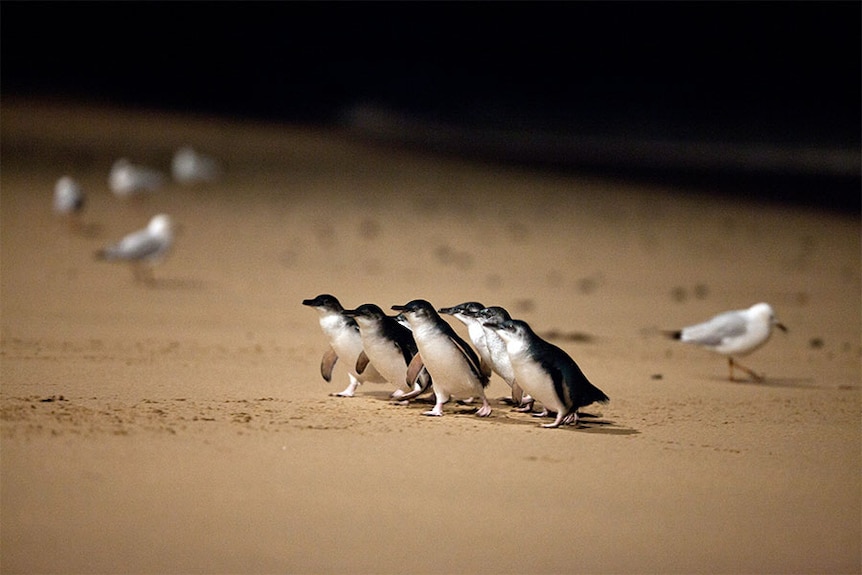 Phillip Island penguin 1