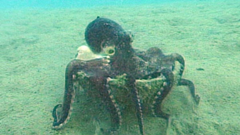 The octopus stacks, transports and assembles coconut shells as portable armour