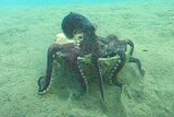 The octopus stacks, transports and assembles coconut shells as portable armour