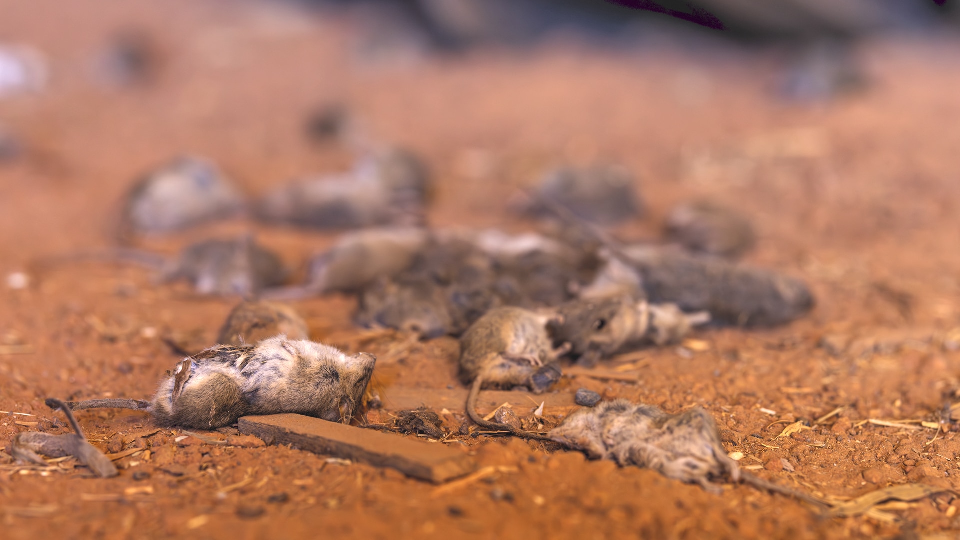 A close up of dead mice laying on the brown dirt