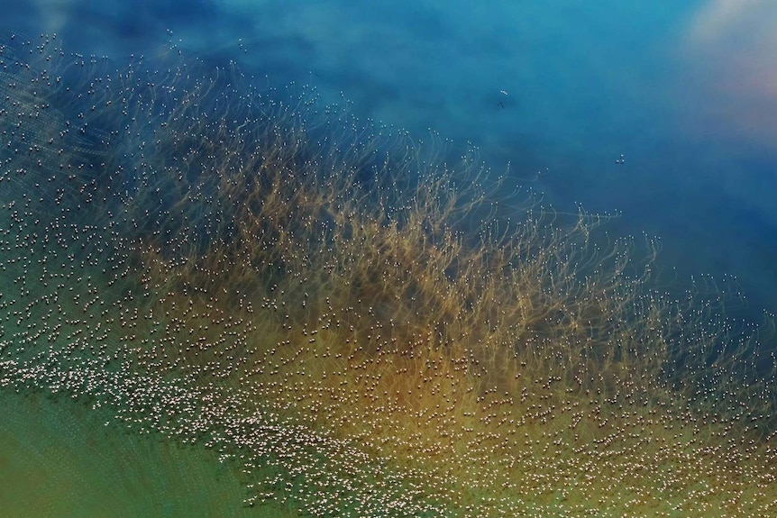Thousands of flamingos are seen taking off from the colorful Lake Natron in Tanzania.