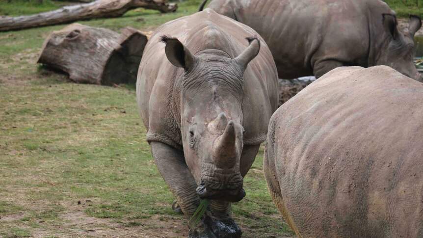 Rhinos in their zoo enclosure