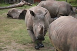 Rhinos in their zoo enclosure