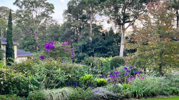 A large garden filled with flowering plants in garden beds and tall eucalptus trees.