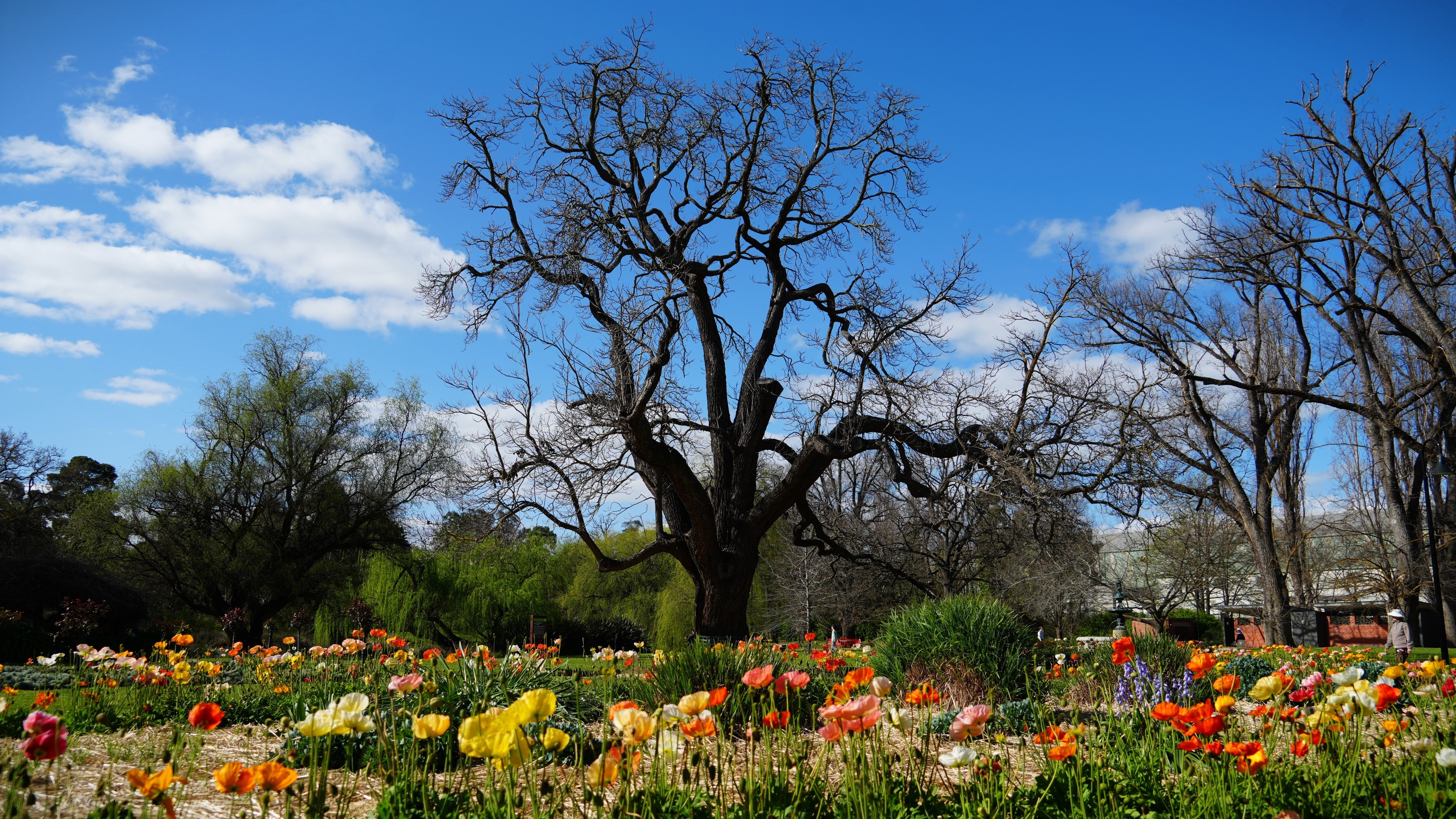 A large tree