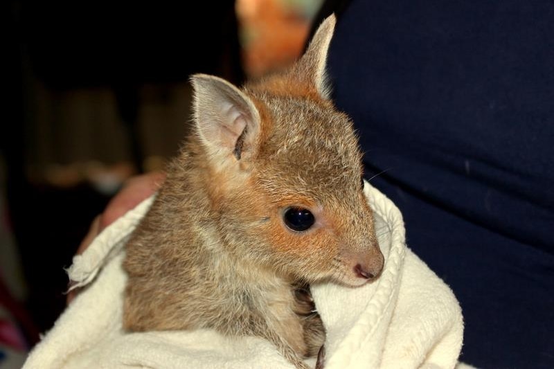 A small brown marsupial with orange rings around its eyes. 