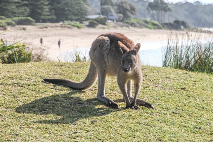 Eastern grey kangaroo on grass with beach behind