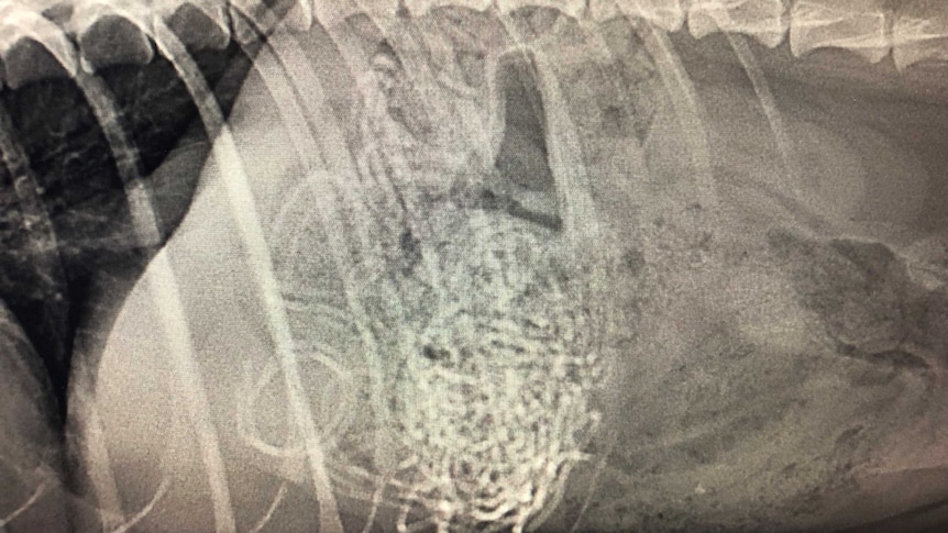 X-Ray of dog Kobe shows he swallowed 30 hair bands