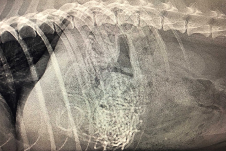 X-Ray of dog Kobe shows he swallowed 30 hair bands