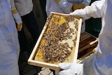 Three people are standing around a bee hive looking at thousands of bees collecting honey