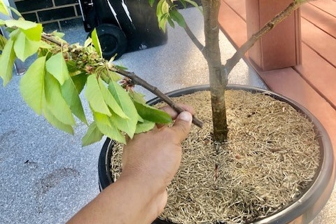 A man holds a snipped fruit tree branch next to a fruit tree in a pot. 