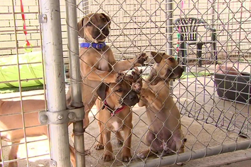 Puppies in a cage