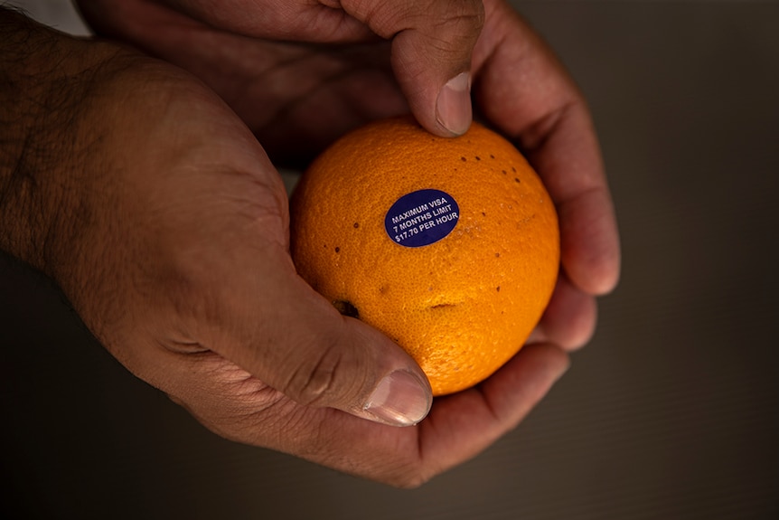 Two hands hold one orange with blue fruit stick with small white text.