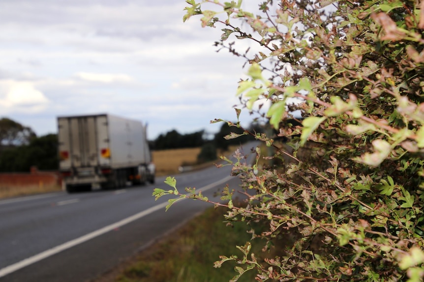 The rear end of a lorry seen next to a hedge