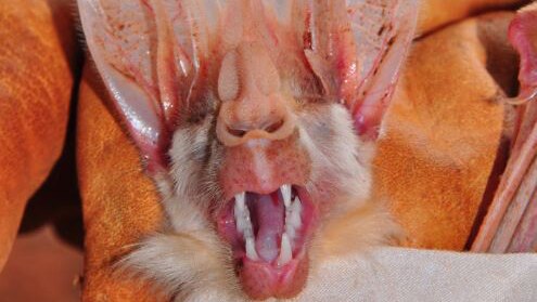 Close up of the face of a native Australian ghost bat.
