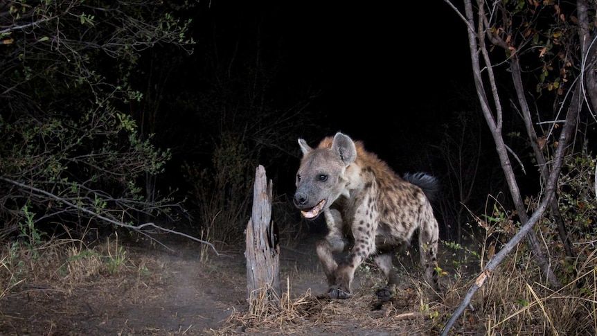 A hyena is captured on film using a camera trap