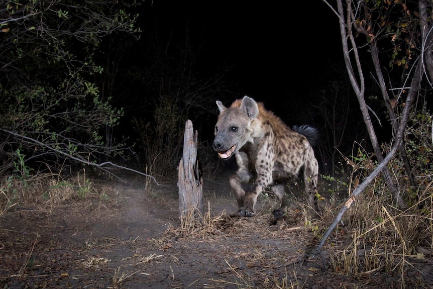 A hyena is captured on film using a camera trap