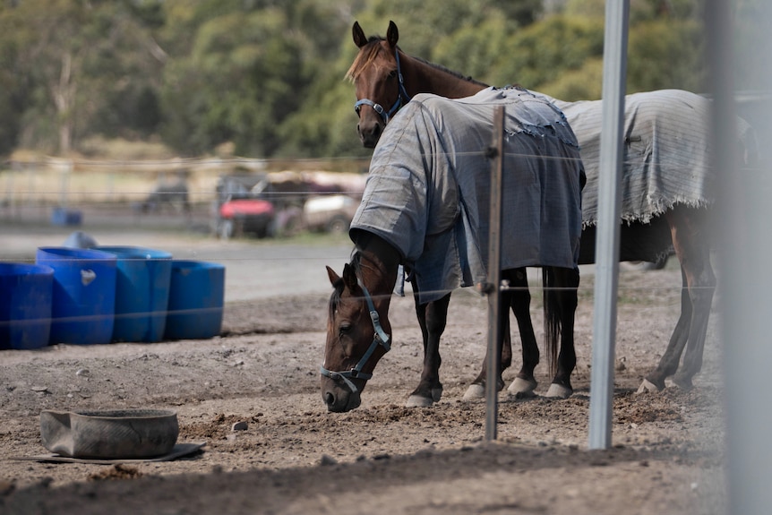 A horse in a coat sniffs the dirt.