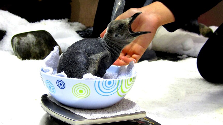 King penguin chicks