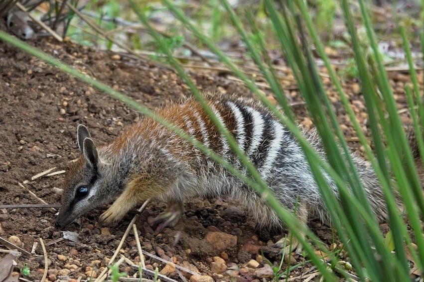 A numbat digging into the ground with green leaves in the foreground