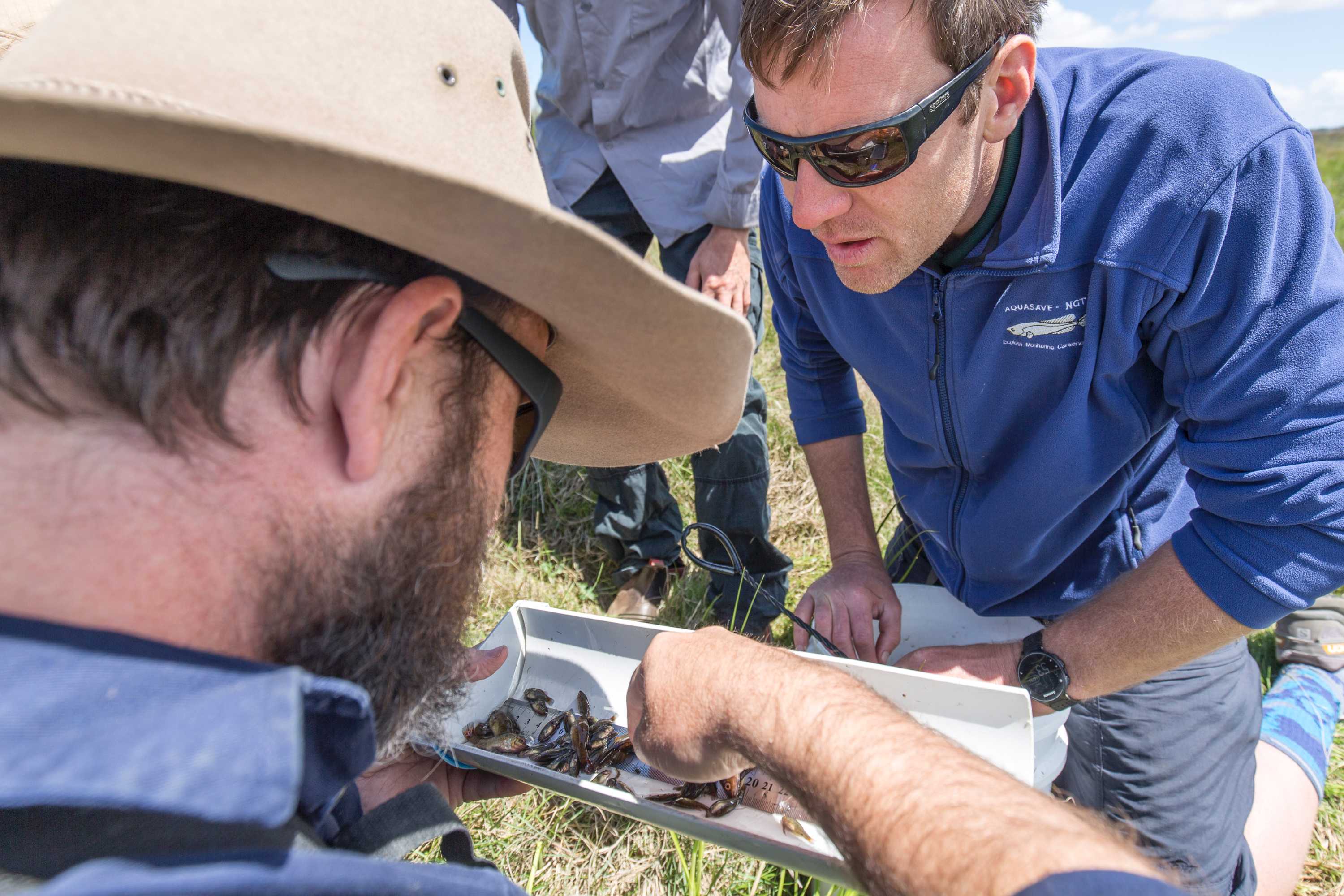 Gone fish - pygmy perch pushed too far - ABC listen