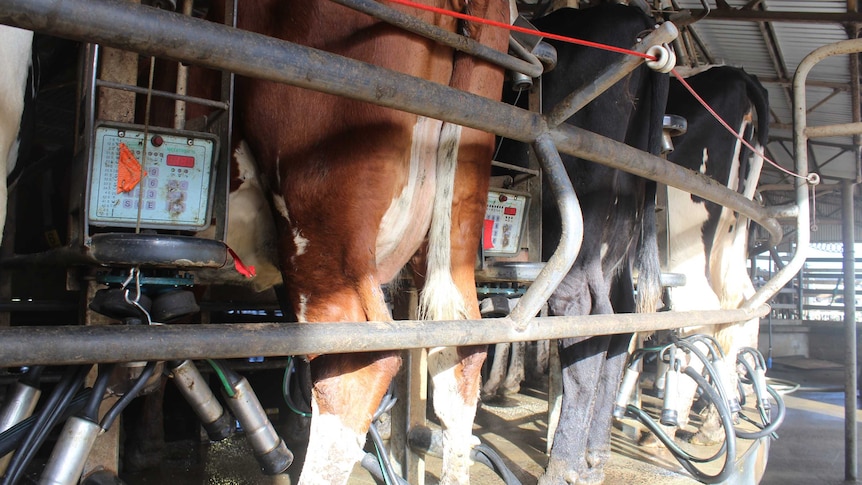 view of the back of a cow being milked on an automatic pump machine.