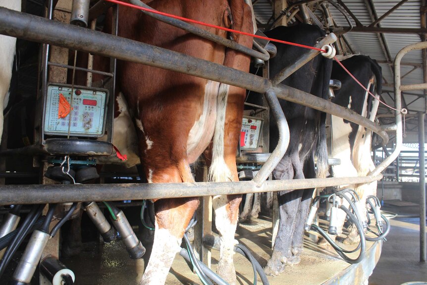 View of the back of a cow being milked on an automatic pump machine.