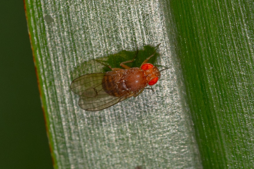 Tiny fly with bright red eyes on a leaf.