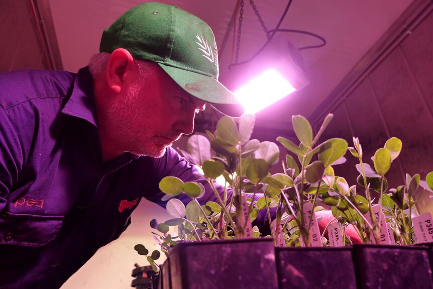 A seed breeder is looking at young peanut plants in a breeding facility.