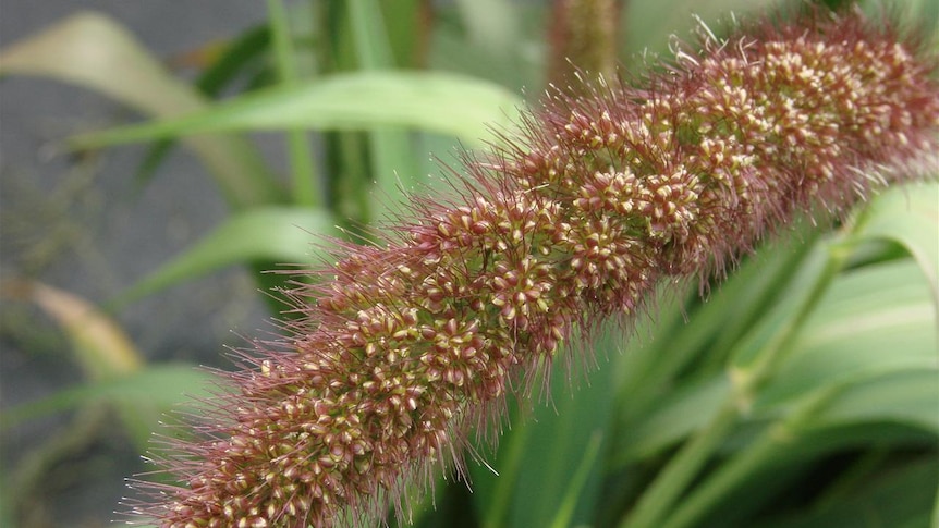 Tasglobal Seeds are trialing a host of new summer crops like millets and sorghum