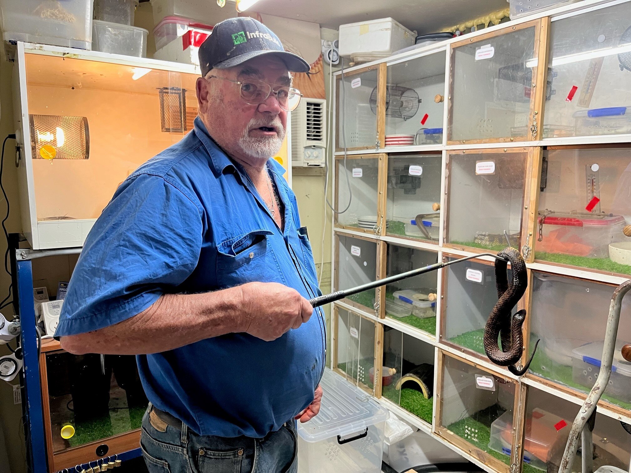 A man wearing a blue shirt and cap holding a snake using a rod with other snakes behind in boxes