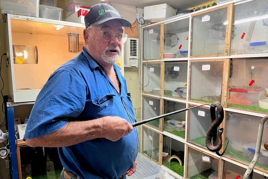 A man wearing a blue shirt and cap holding a snake using a rod with other snakes behind in boxes