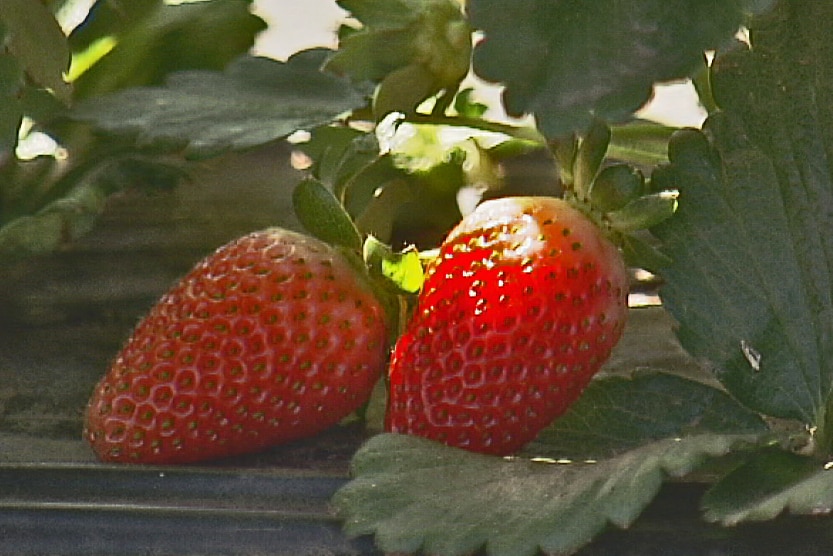 strawberries on the plant