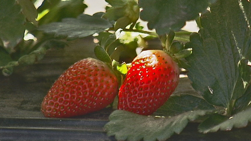 strawberries on the plant