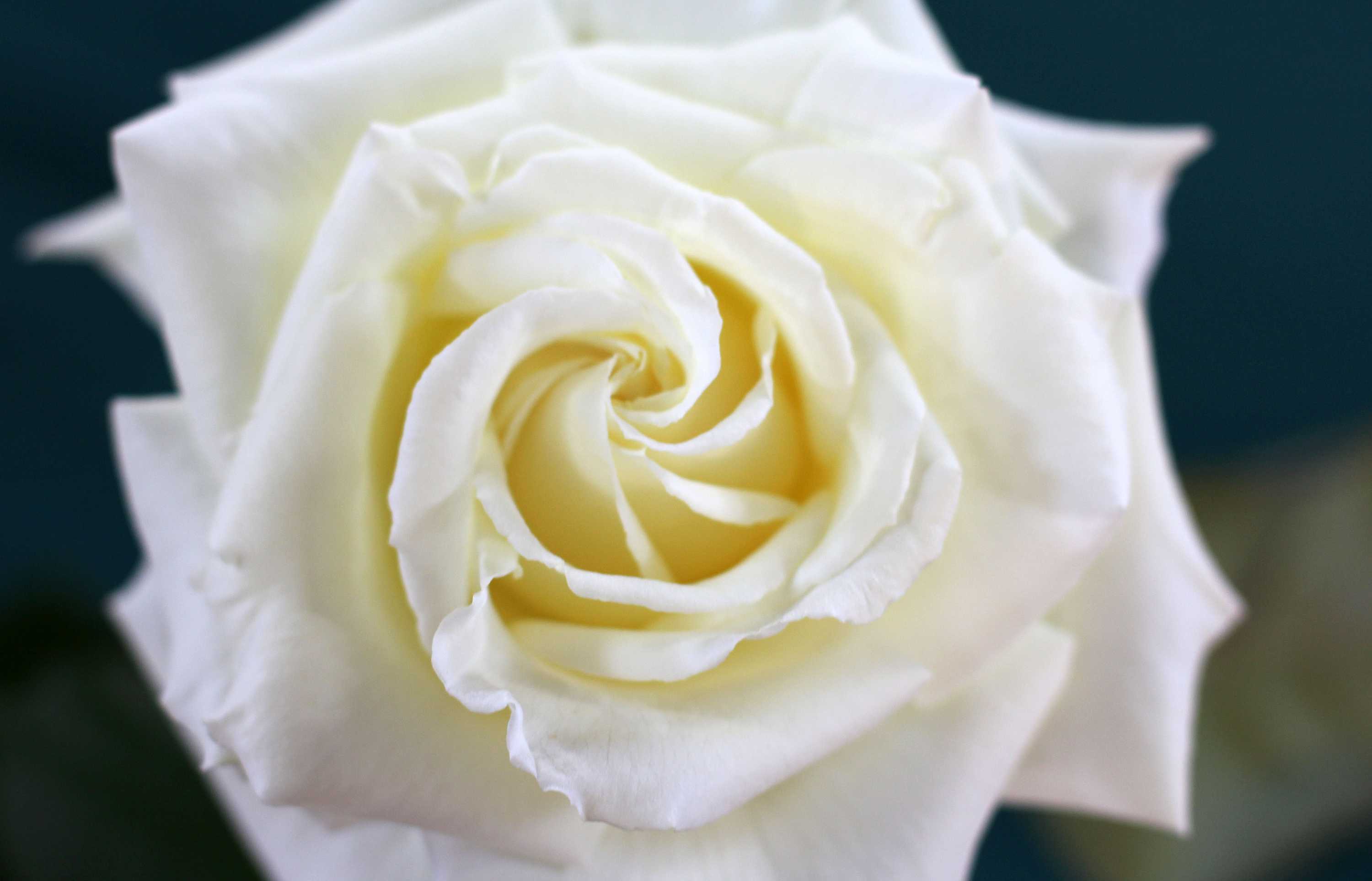 War of the roses: South Australia's premier rose title spurs ...