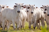 a group of grey Brahman cattle looking at the camera.
