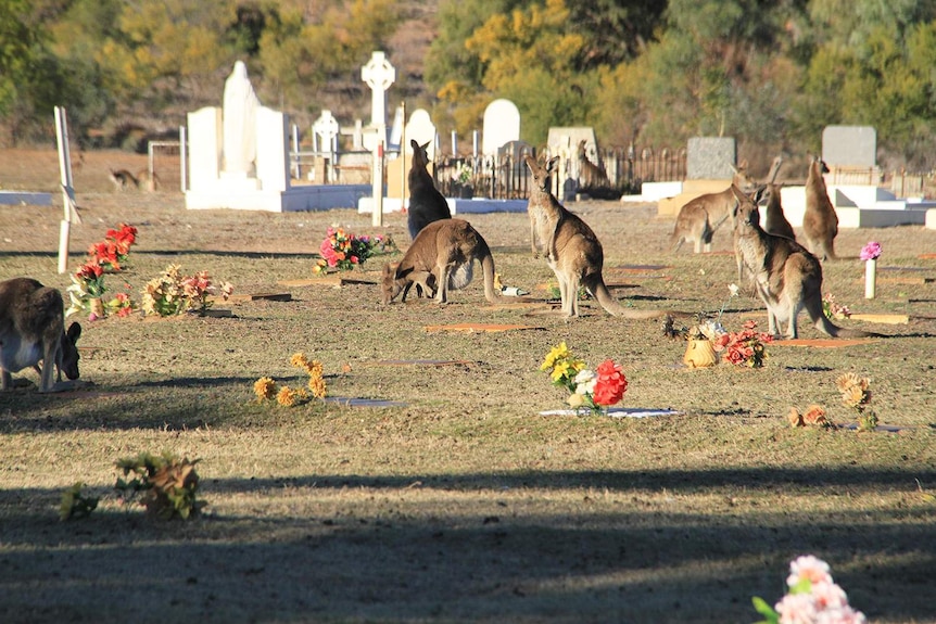 A mob of kangaroos graze in a cemetery at Cunnamulla in western Queensland.