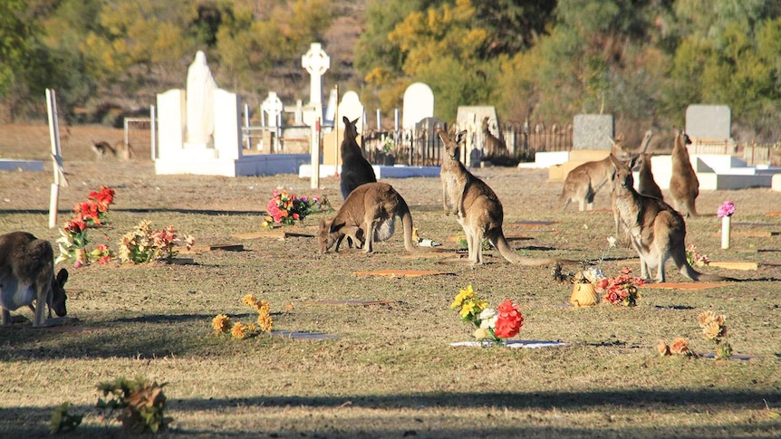 A mob of kangaroos graze in a cemetery at Cunnamulla in western Queensland.